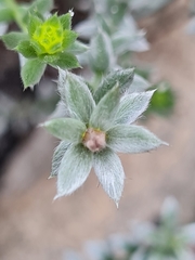 Sericeae
