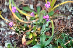 Arabis blepharophylla