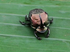 Phanaeus hermes