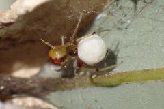Anelosimus crassipes