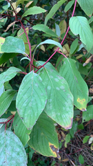 Cornus sericea