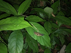 Xiphiola cyanoptera