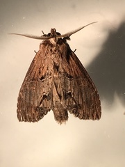 Dasylophia thyatiroides