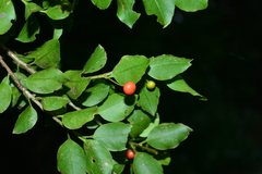 Ilex sugerokii