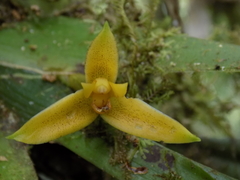 Maxillaria discolor