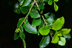 Ilex sugerokii