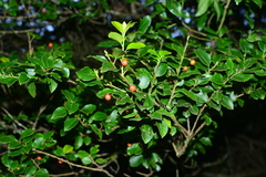 Ilex sugerokii