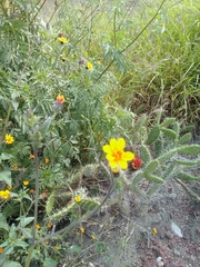 Simsia lagasceiformis