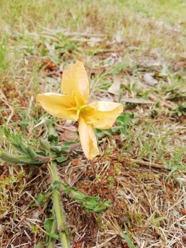Image of Oenothera mollissima by (c) Agustina Medina, some rights reserved (CC BY)