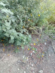 Simsia lagasceiformis