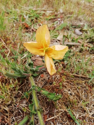 Image of Oenothera mollissima by (c) Agustina Medina, some rights reserved (CC BY)