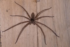 Heteropoda venatoria