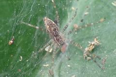 Dendrolycosa robusta