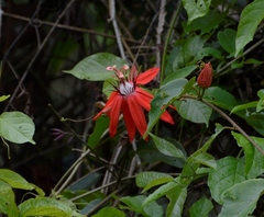 Passiflora miniata