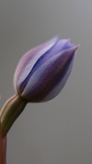 Thelymitra atronitida