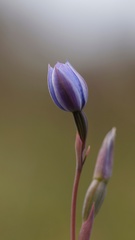 Thelymitra atronitida