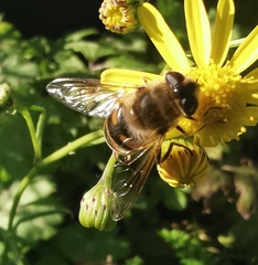 Eristalis tenax