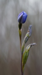 Thelymitra atronitida