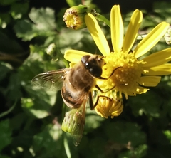 Eristalis tenax