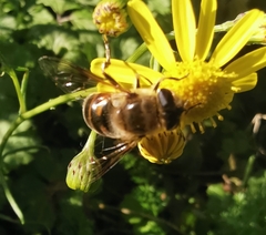 Eristalis tenax