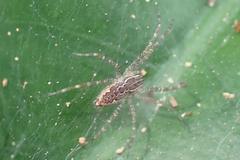 Dendrolycosa robusta