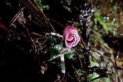 Corybas taliensis