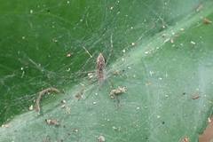 Dendrolycosa robusta