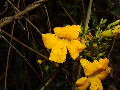 Adenocalymma validum