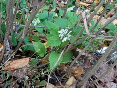 Lamium album