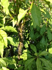 Pereskia