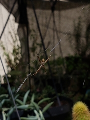 Argiope argentata