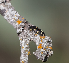 Acmaeodera macra