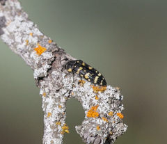 Acmaeodera macra