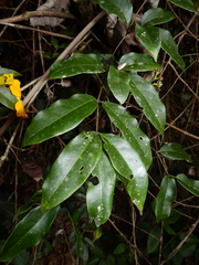 Adenocalymma validum