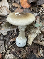 Amanita umbrinidisca