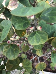 Ficus deltoidea