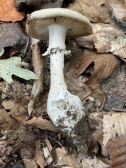 Amanita umbrinidisca