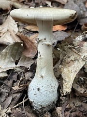 Amanita umbrinidisca