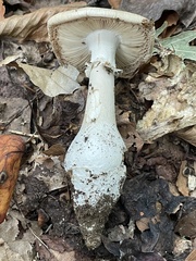 Amanita umbrinidisca