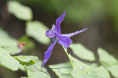 Delphinium patens