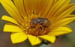 Eristalinus