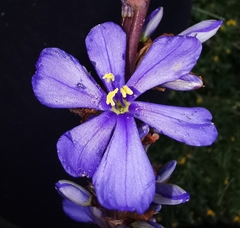 Aristea capitata