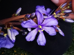 Aristea capitata