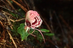 Corybas taliensis