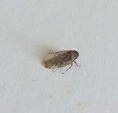 Cicadellidae
