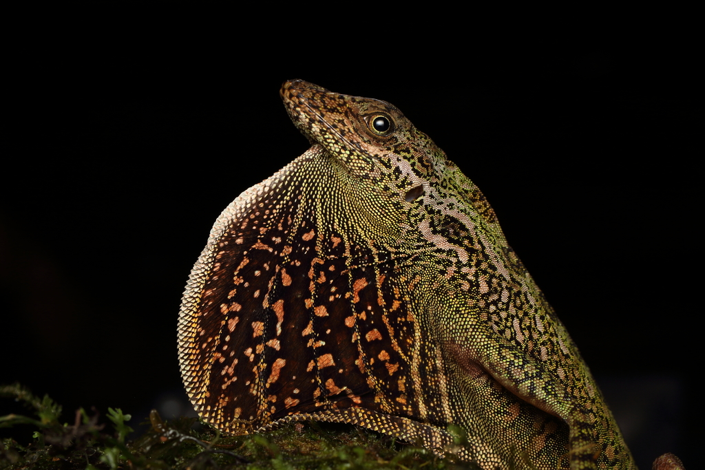 Dracula Anole