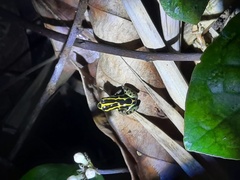 Ranitomeya variabilis