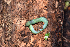 Aporrectodea smaragdina