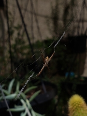 Argiope argentata