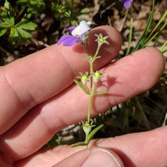Collinsia linearis